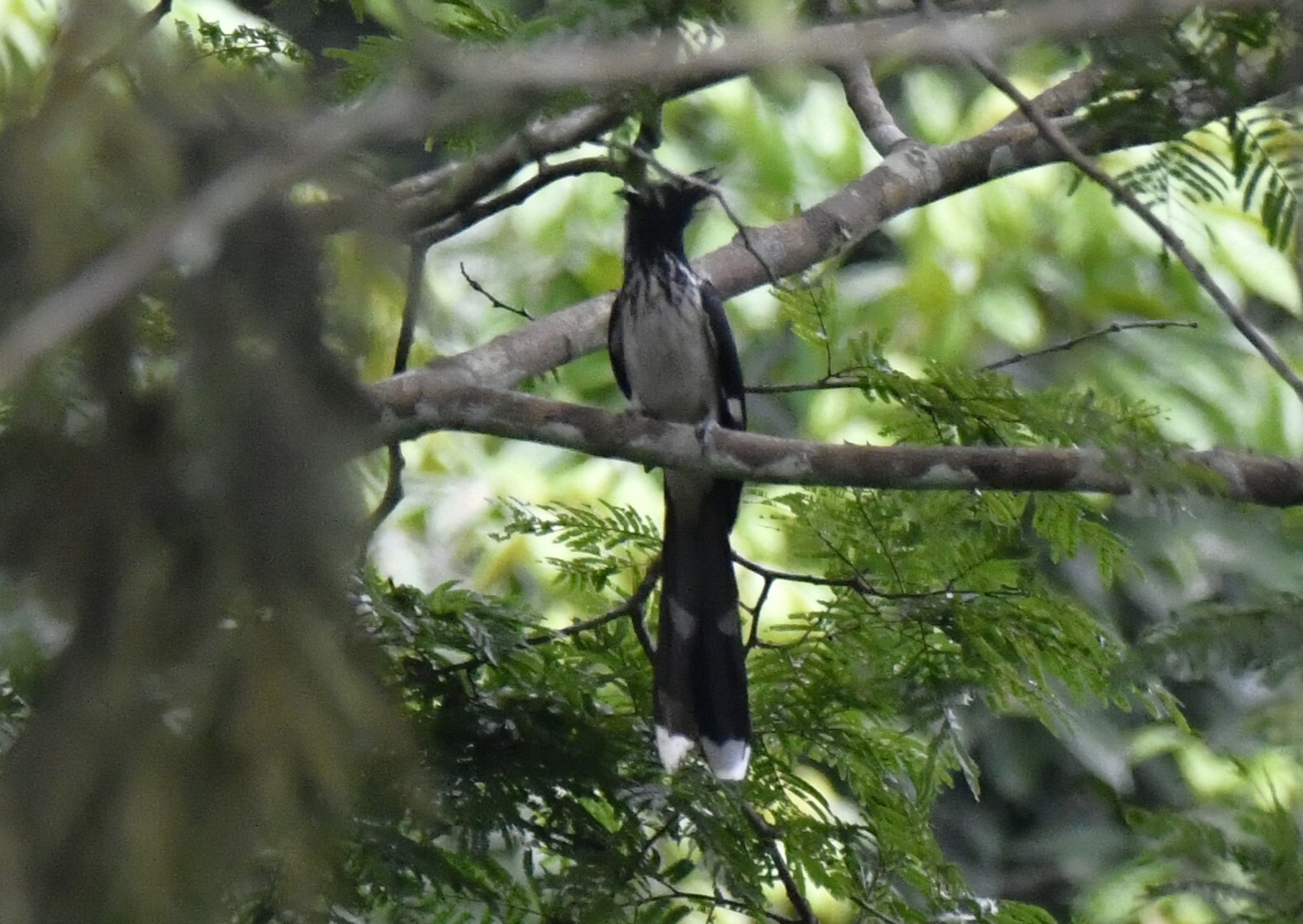 Levaillant's Cuckoo (Clamator levaillantii), photo 9