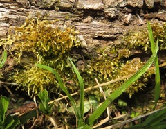 Sematophyllum