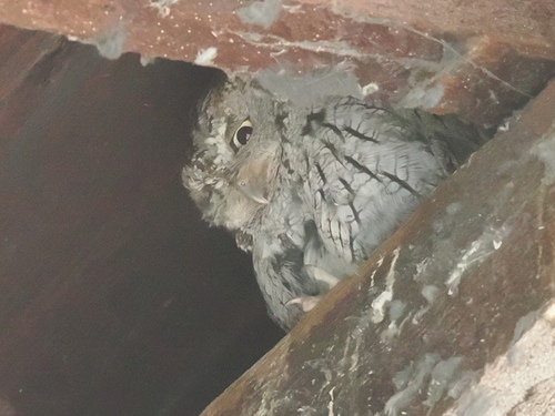 View observation of {o.common_name} on iNaturalist
