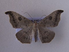 Sarisa muriferata