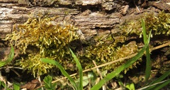 Sematophyllum