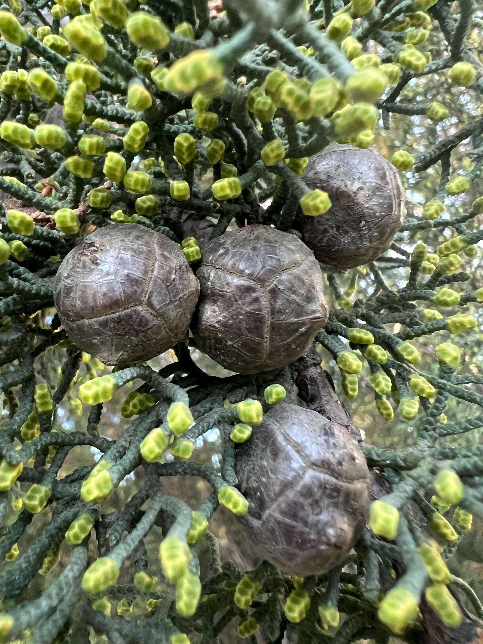 Santa Cruz Cypress (Hesperocyparis abramsiana)