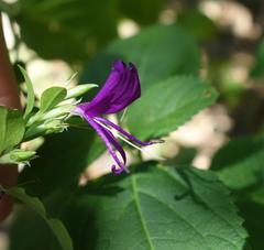 Hypoestes purpurea
