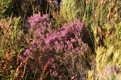Erica rhopalantha