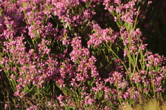 Erica rhopalantha