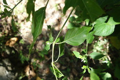 Hypoestes purpurea