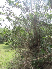 Ficus stuhlmannii
