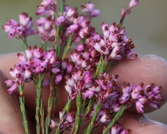 Erica rhopalantha