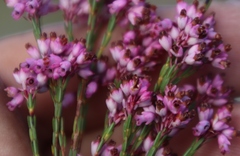 Erica rhopalantha