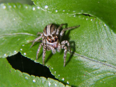 Leptofreya ambigua