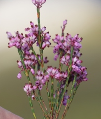 Erica rhopalantha