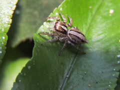 Leptofreya ambigua