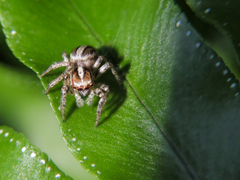 Leptofreya ambigua