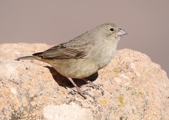Greenish Yellow-Finch photo 2