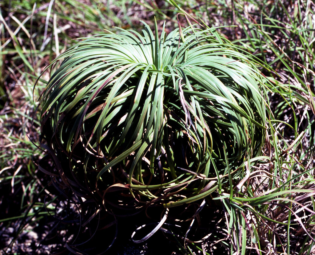 Xanthorrhoea pumilio R.Br. 2