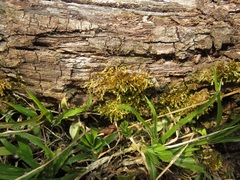 Sematophyllum