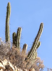 Corryocactus brevistylus