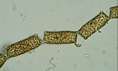 Pleurosira laevis