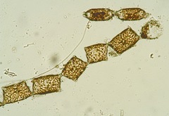 Pleurosira laevis