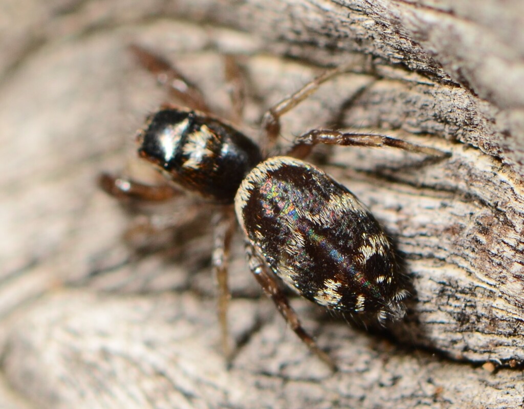 Pseudicius gracilis