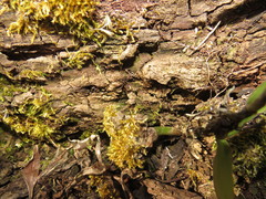 Sematophyllum