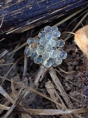 Limax maximus