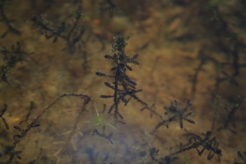 Sphagnum pylaesii, 2025-06-25