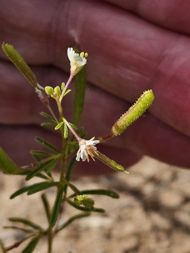 James' Clammyweed (Polanisia jamesii)