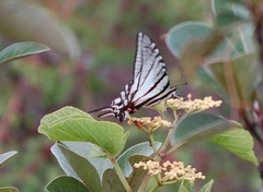 Protographium epidaus