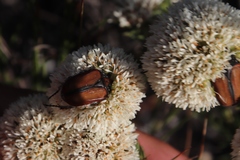 Trichostetha signata