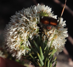 Trichostetha signata