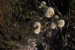 Trichostetha signata