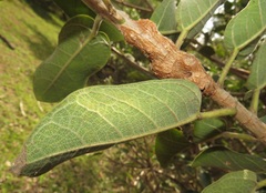 Ficus stuhlmannii