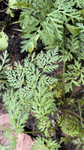 Aegopodium alpestre