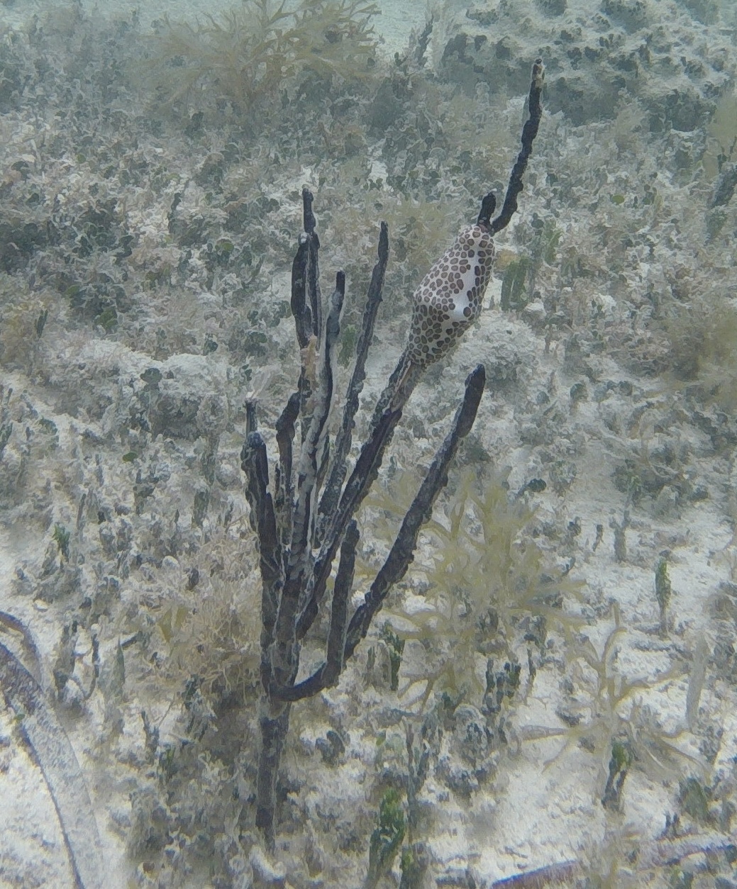 Pterogorgia anceps (Pallas, 1766)