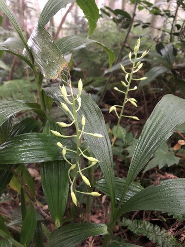 Inverted-Heart Orchid
