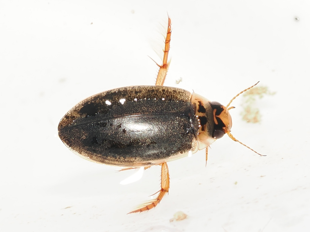 Double-marked Swimming Beetle