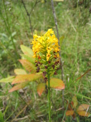 Platanthera integra