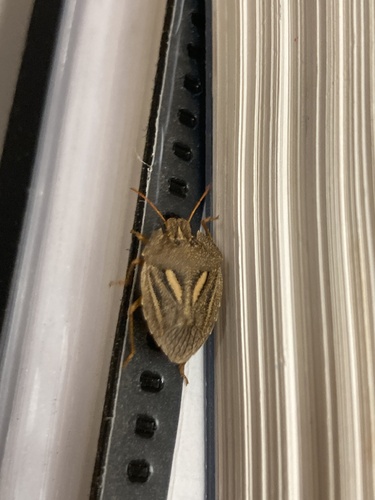 Cephaloplatus granulatus