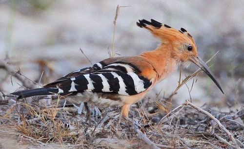 Madagascar Hoopoe