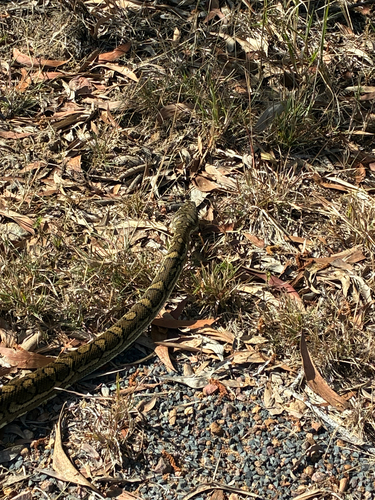 Coastal Carpet Python sighting