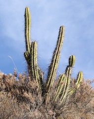 Corryocactus brevistylus