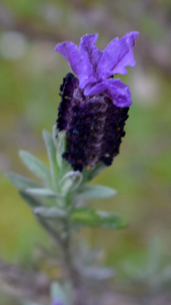 Lavandula