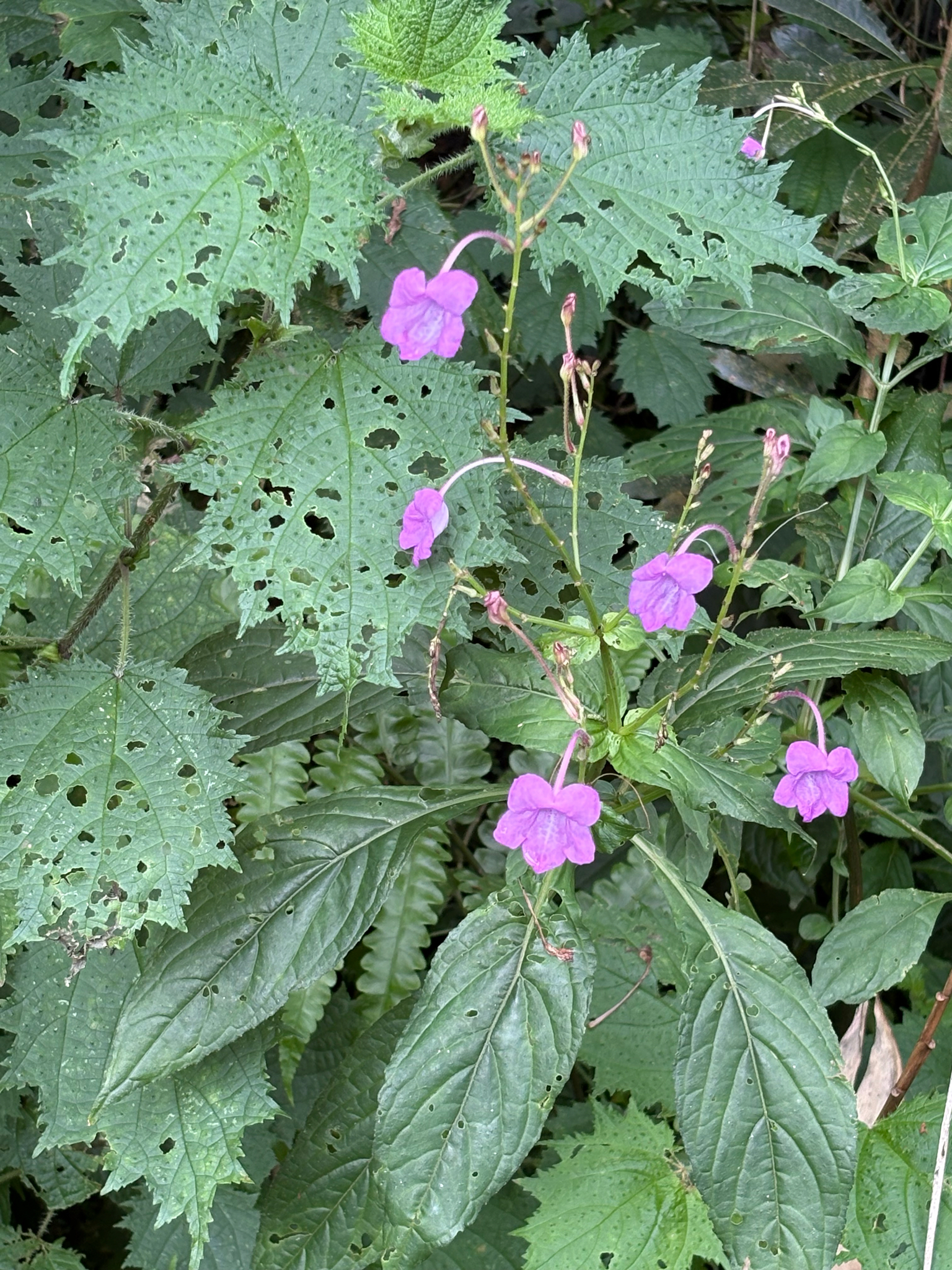 East-Himalayan Bell-Bush (Mackaya neesiana)