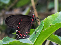 Parides montezuma