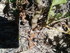 Pelargonium carnosum carnosum