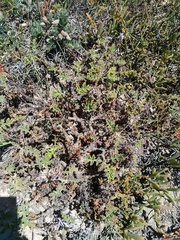 Pelargonium carnosum carnosum