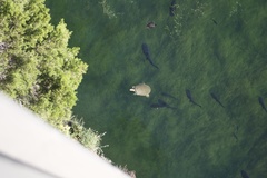 Apalone spinifera emoryi