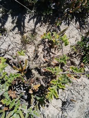 Pelargonium carnosum carnosum