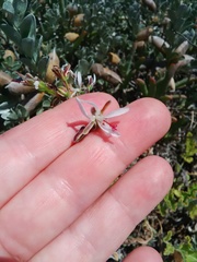 Pelargonium carnosum carnosum